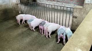 How do rural people earn hundreds of thousands of dollars from raising pigs? Pig farming - Ep 24