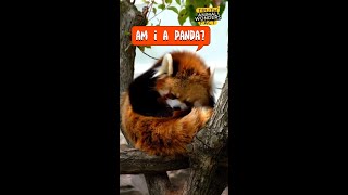 RedPanda MindBlowingFacts