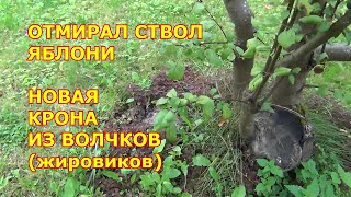 Отмирал ствол яблони. Новая крона из волчков. Состояние через 7 лет