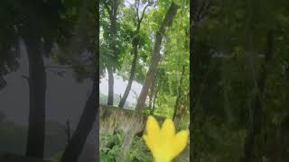 #nature #minivlog song