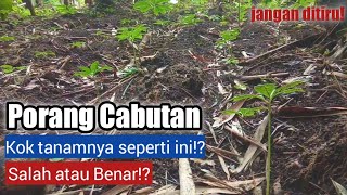 TANAM PORANG CABUTAN JANGAN SEPERTI INI||PETANI PORANG PEMULA