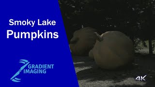 Smoky Lake Pumpkins