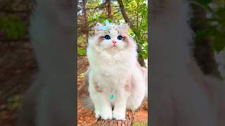 পৃথিবীর সবথেকে সুন্দর বিড়াল Ragdoll Cat #cat #catlover #kitten #বিড়াল