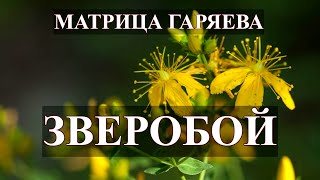 Зверобой🌞Матрица Гаряева💎St. John's wort🌞Garyaev's Matrix