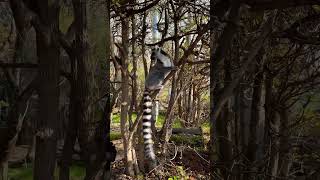 Вони зробили мій день😍#lemur #zoo#erfurt #animals #germany #europe #ukraine#lifeingermany #vacation