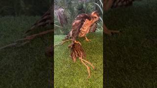 Falcon Hunting Birds #birds #falcon #eagles #hawk #wildlife #animals #shorts #attack #hunting