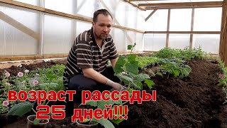 Высаживаю рассаду огурцов на постоянное место в конце марта!!! А что так можно было???