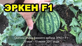 Очень ранний арбуз Эркен F1. 29мая-10 июня 2017. Оценка.