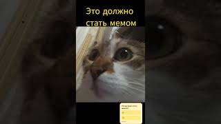 Это должно стать мемом ❤😺