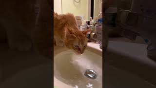 Funniest Cat 😾 Funny Cat Videos 🙀 #cathouse Part 2842