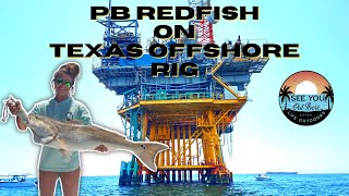 PB REDFISH on the Galveston RIGS and a cast net full of surprises!