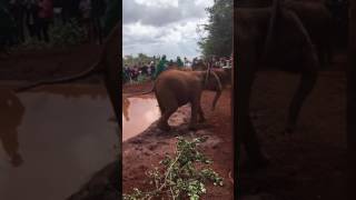 Baby elephant fight! 😂