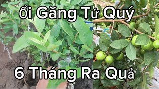 Giống Ổi Ngon Ra Quả Quanh Năm Ai Trồng Cũng Thích