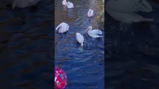 Pelican Feeding Frenzy #shorts #shortsvideo #share #subscribe #shortvideo #pelicans