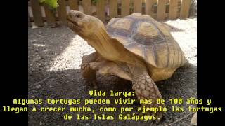 Tortuga bailando