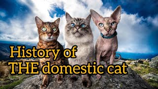 The History of the Domestic Cat