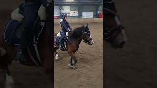 Beautiful trot😍 #horse #pony #shortvideo #cutepony #equestrian #trot #trotting