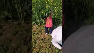 What is called farmer? / ghotiya at farm house in village / #SHORTS / #youtubeshorts #GHOTIYA