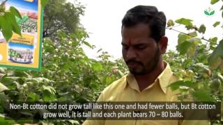 GMOs in Kenya: Indian Farmer expirience with GM Cotton