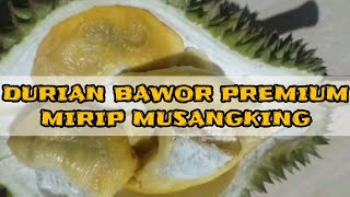 Durian Bawor Premium Mirip Durian Musangking