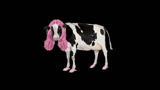 Stan Twitter Doja Cat turning into a cow