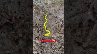 #shorts Can  you identify this worm?