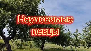 Гоняюсь за птичкой