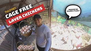 Egg layer farming | Philippines 2024: marami nang itlog ang ating mga manok!