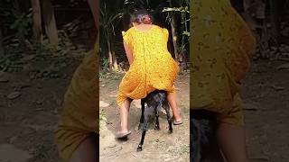 goat riding #shorts #shortvideo ❤️♥️