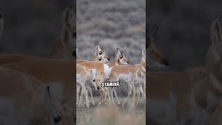 Learn more about Pronghorns #longlegs #shorttails #stamina #