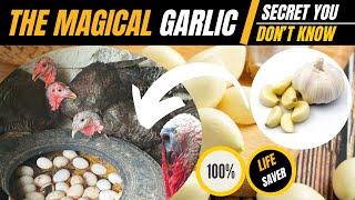 DON'T BUY TURKEY MEDICINE AGAIN : how to use Garlic to treat Turkeys and chicken | how to prepare it