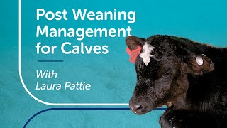 Post Weaning Management for Calves | PGG Wrightson Tech Tips