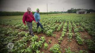 Upping the Pigweed Management Game with Farmer Brad Wade