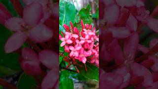 Tu Hain toh| Beautiful Flowers | Garden