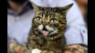 THE DEATH OF LIL BUB