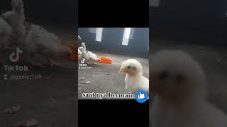 ayam samo anak ayam shamo