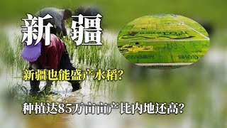 新疆也能盛产水稻？不仅总种植面积达85万亩，亩产比内地还高？【唯物观科普】