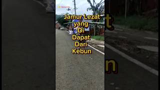 Beruntung Dapat Jamur Paling Lezat