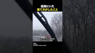 道路にいた捨て犬がしたこと #感動 #泣ける話 #いい話 #動物 #ほっこり