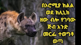 በኦሮሚያ ክልል ወደ ክሊኒክ ዘው ብሎ የገባው ጅብ መርፌ ተወግቶ ወጣ::