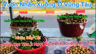 Vũng Tàu Vườn Nhãn Xuồng,Nhãn Bắp Cải Đã Đến