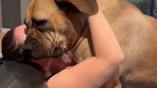 Big Boerboel Singing a Duet BEST memories #boerboel #trending #doglover