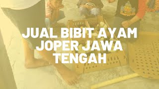 Jual Bibit Ayam Joper Jawa Tengah