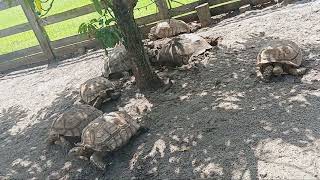 #tortoise