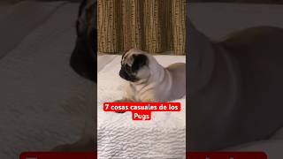 Como es un Pug