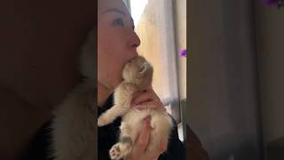 #55 Cute Cat videos 😻😻 #fails #funny #moments #reels