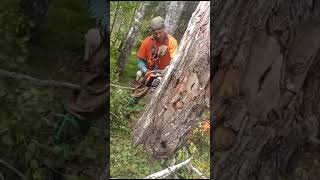 STIHL 361 (аналог) в деле.