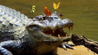 BUTTERFLIES DRINK CROCODILE TEARS