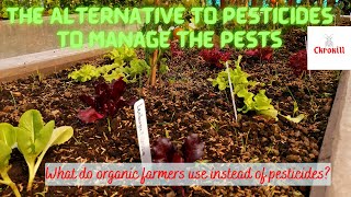 The Alternative to Pesticides to Manage the Pests