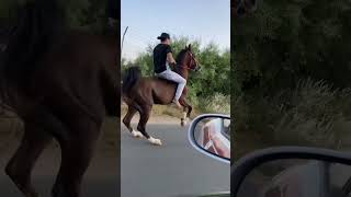 حصان يشتل من زود الحراره horse#